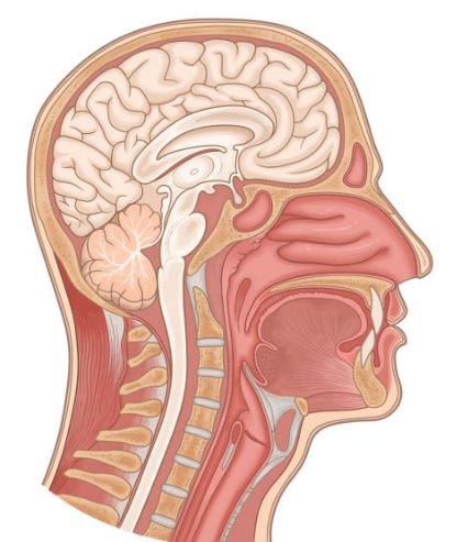 Oral Medicine